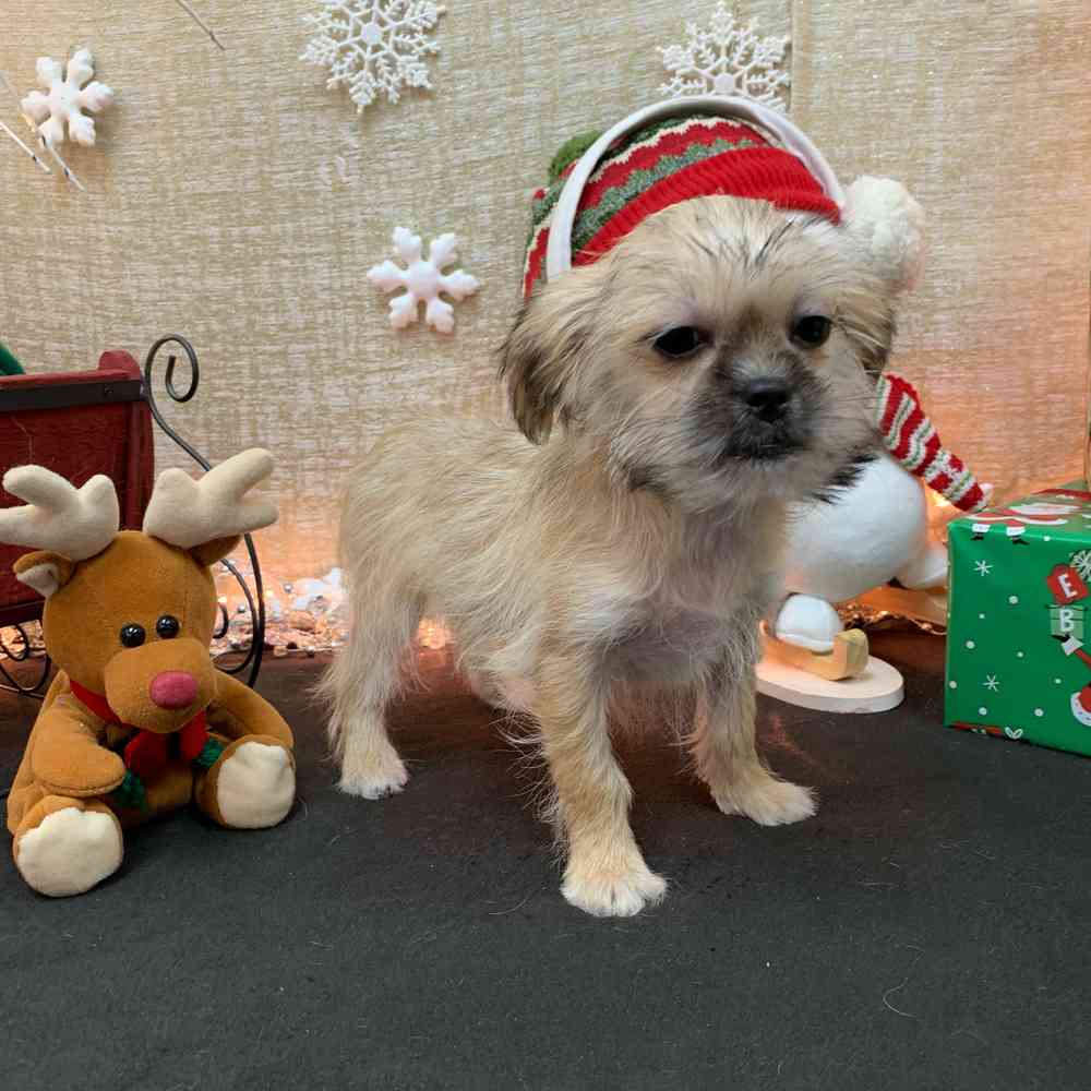 carousel pet images