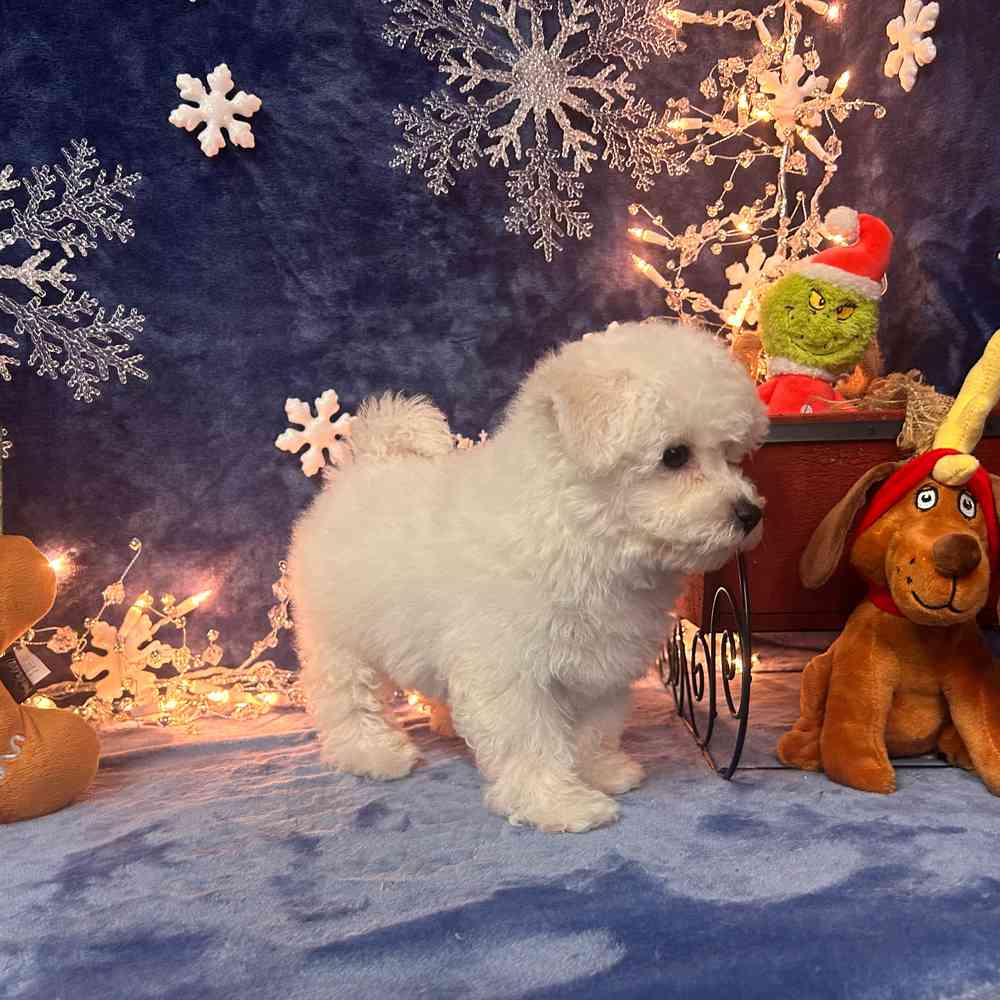 carousel pet images