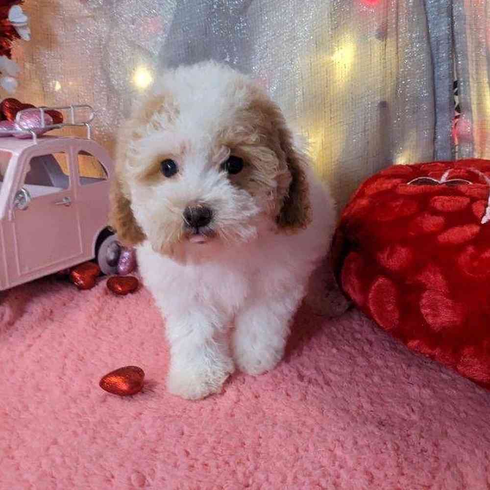 carousel pet images