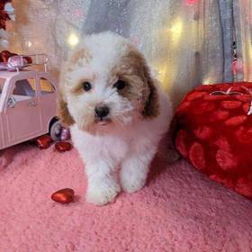 Maltipoo