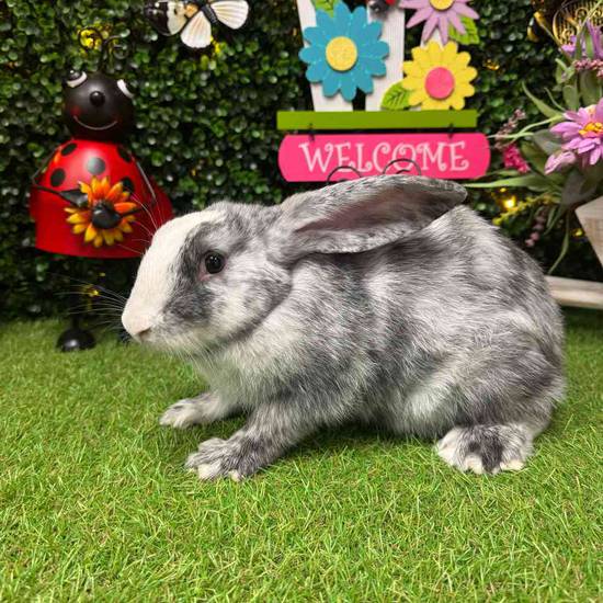 Flemish Giant Holland Lop Mix