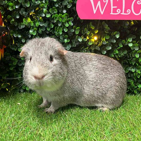 Adoption Guinea Pig