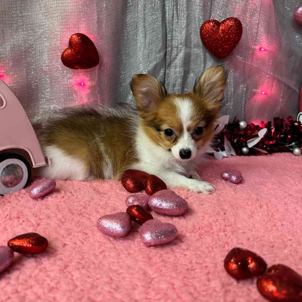 carousel pet images