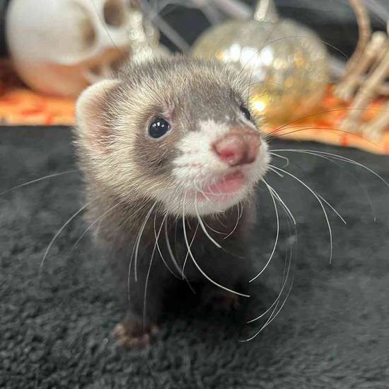 Ferret
