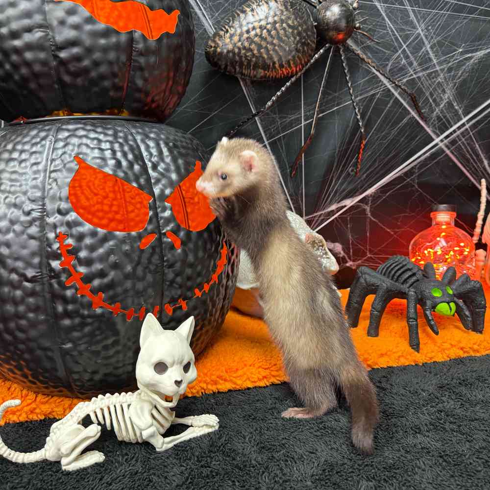 carousel pet images