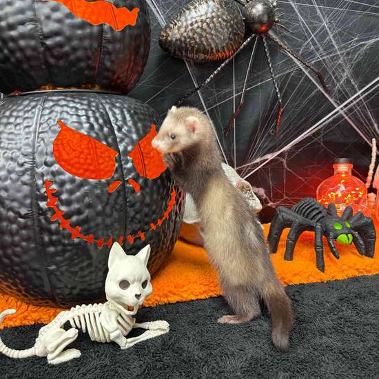 Ferret