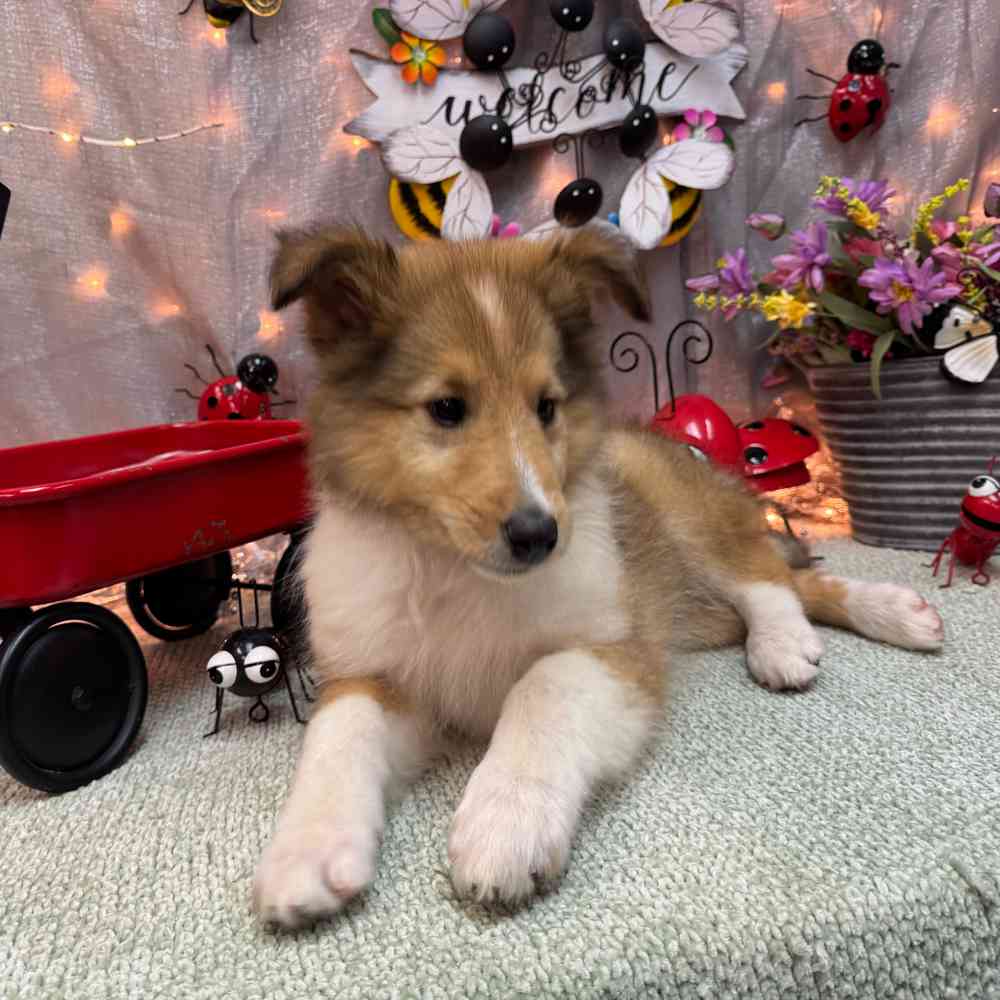 carousel pet images