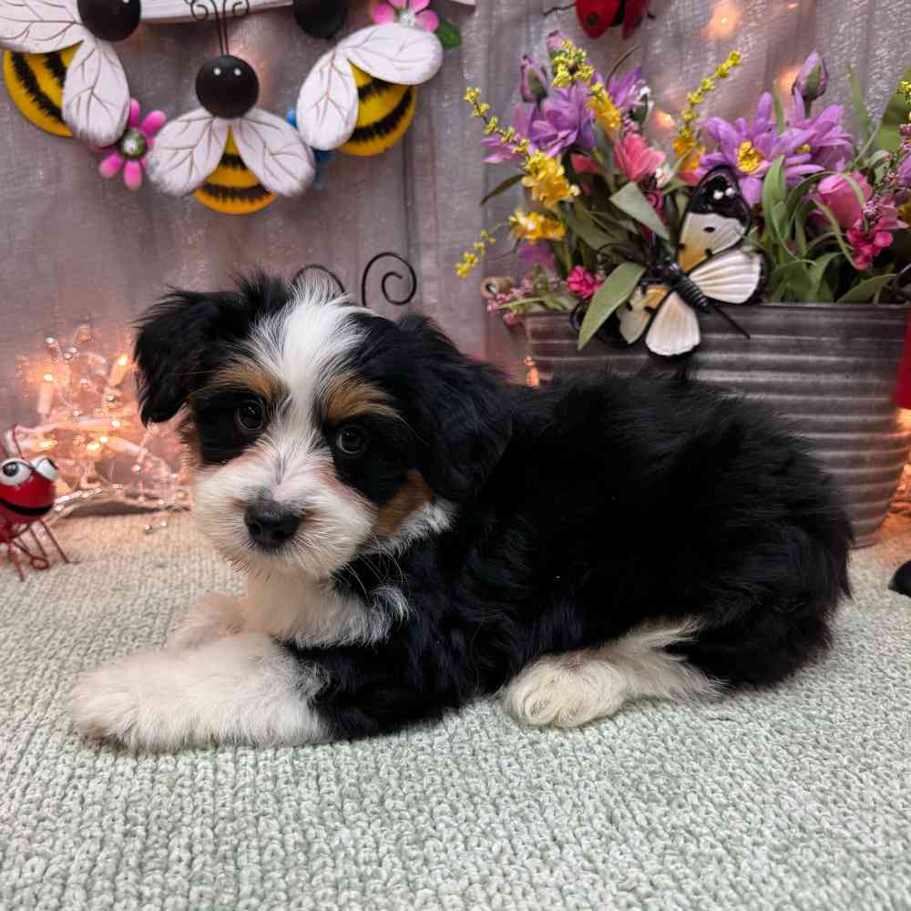 Image of a pet breed in the gallery