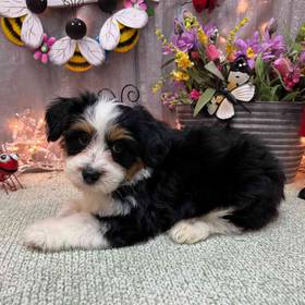 Mini Aussiedoodle
