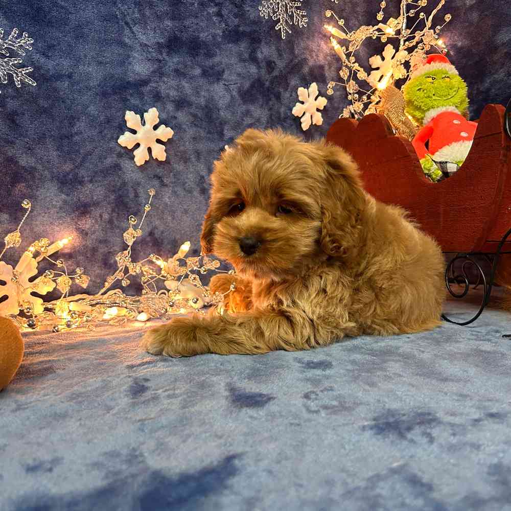 carousel pet images