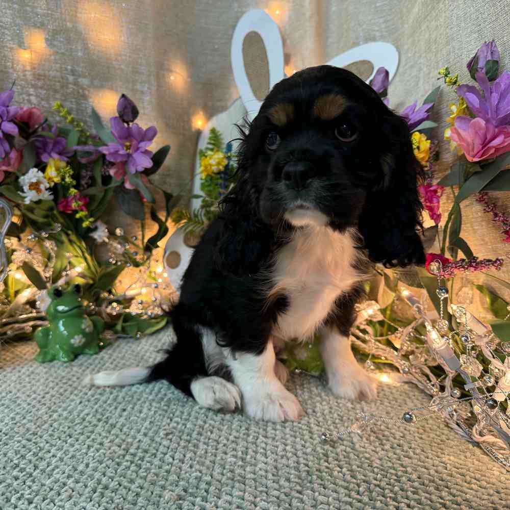 carousel pet images