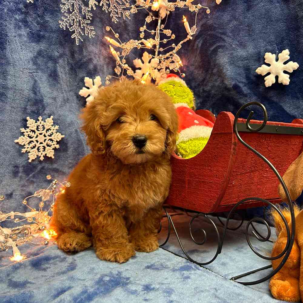 carousel pet images
