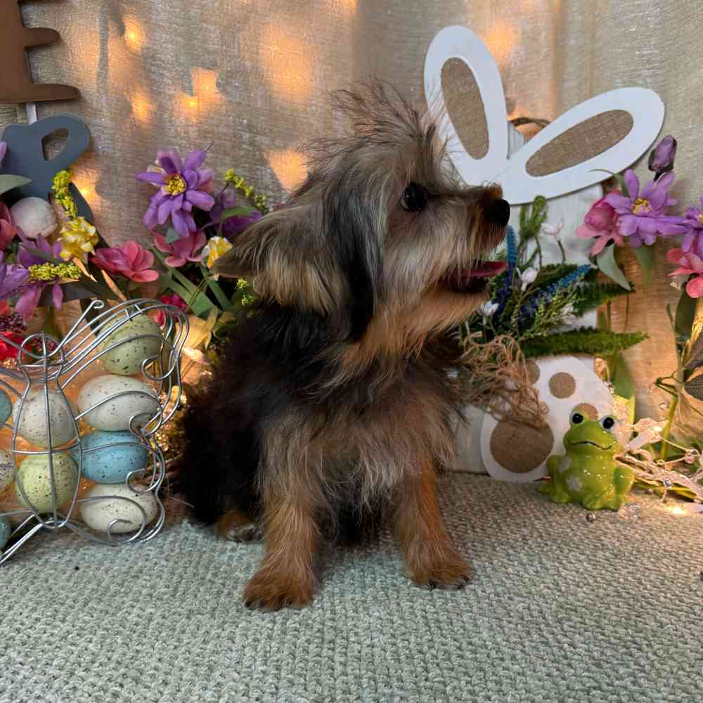 carousel pet images