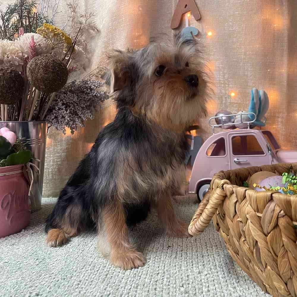 carousel pet images