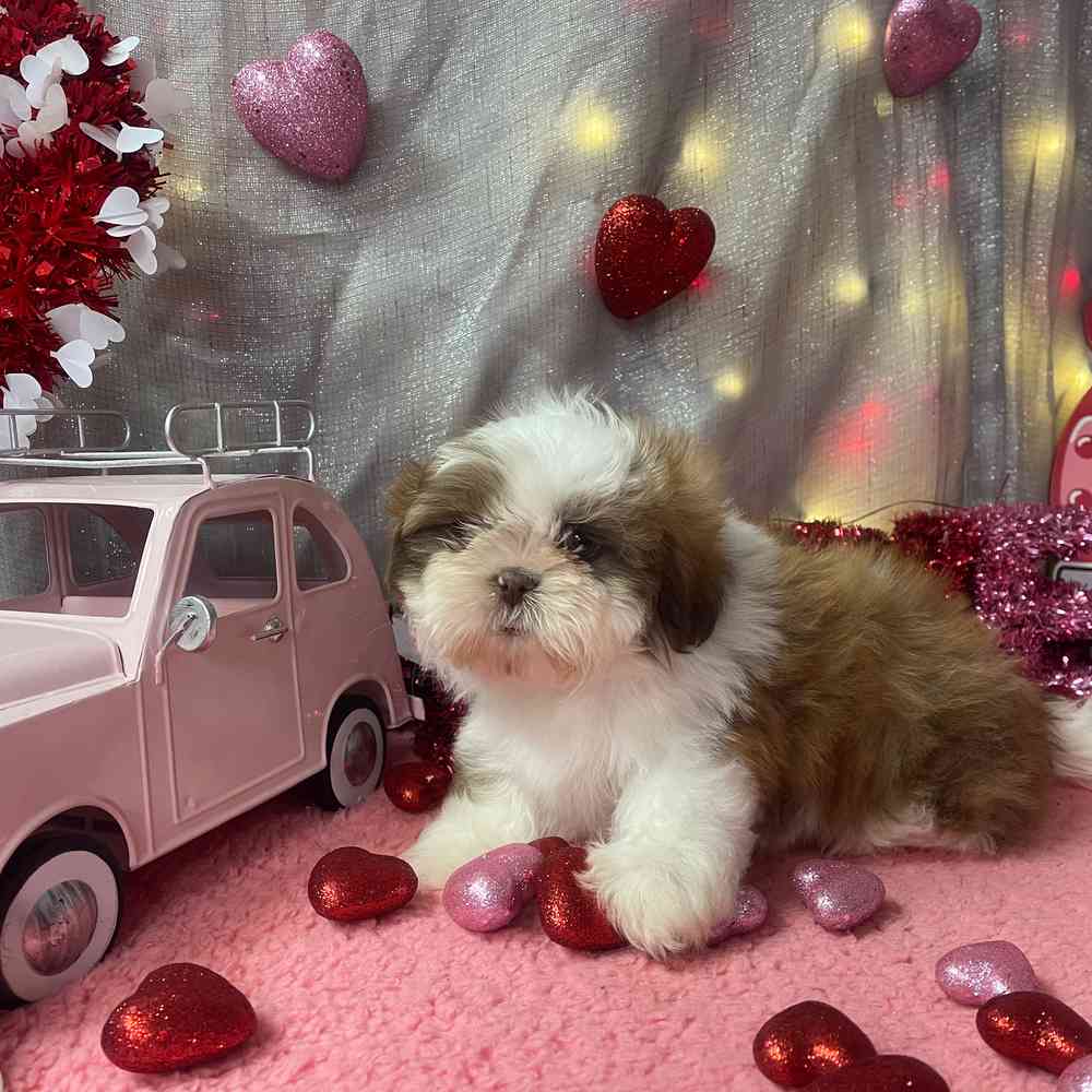 carousel pet images