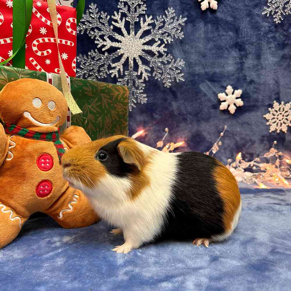carousel pet images