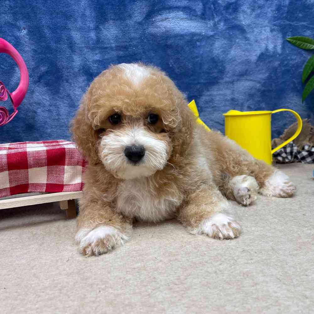 carousel pet images