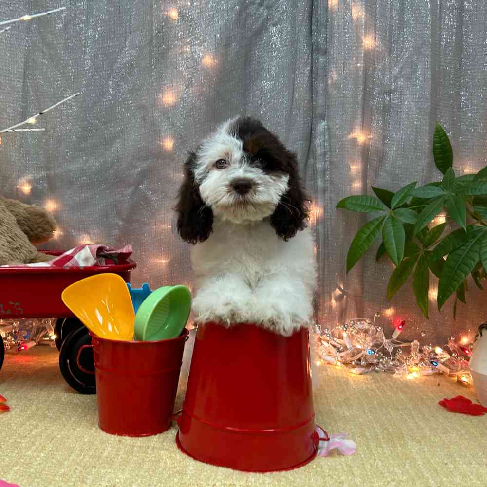 carousel pet images