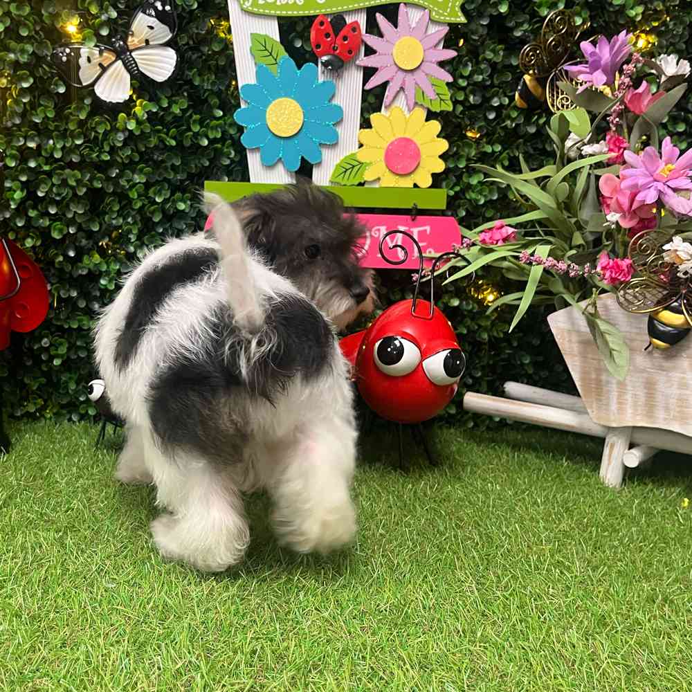 carousel pet images