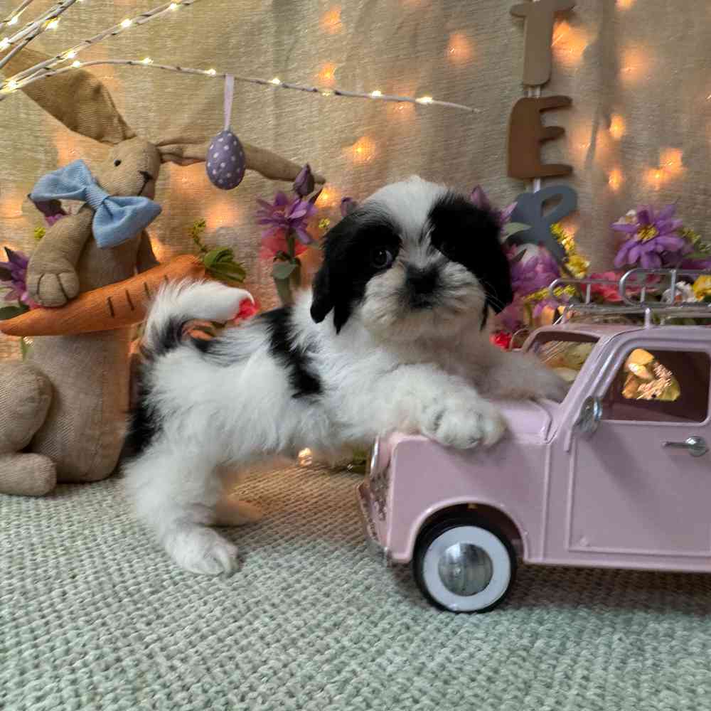 carousel pet images