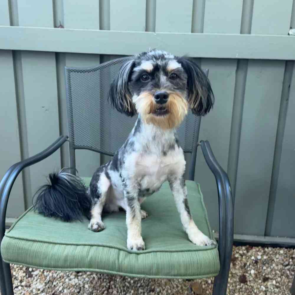 carousel pet images