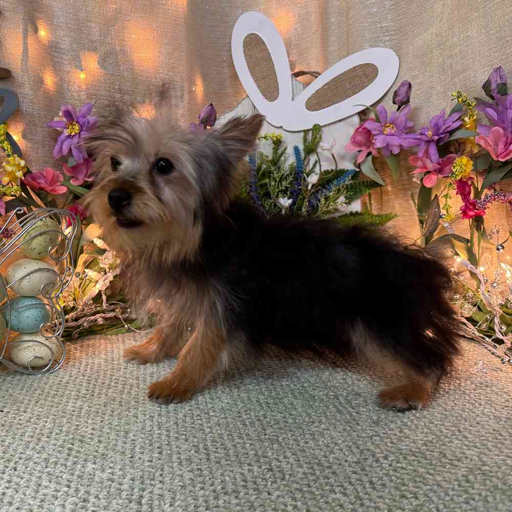 carousel pet images