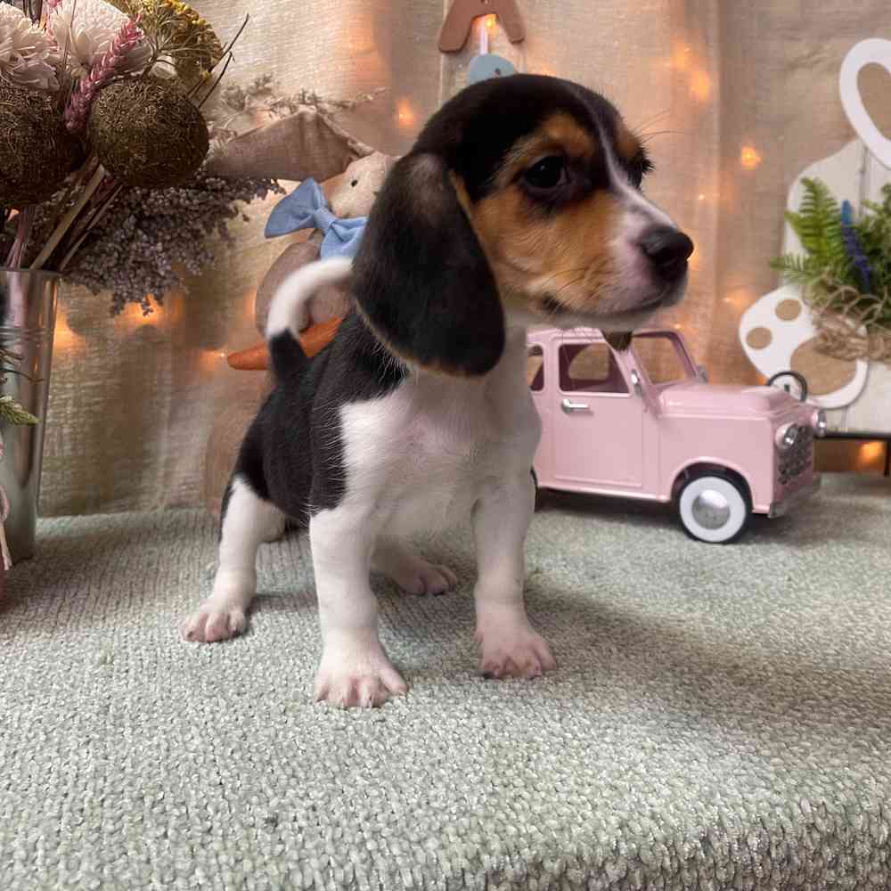 carousel pet images