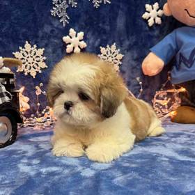 Shih Tzu