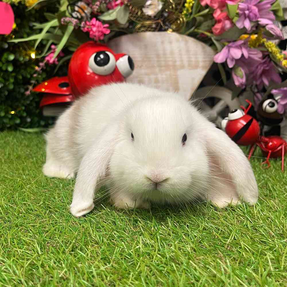 Image of a pet breed in the gallery