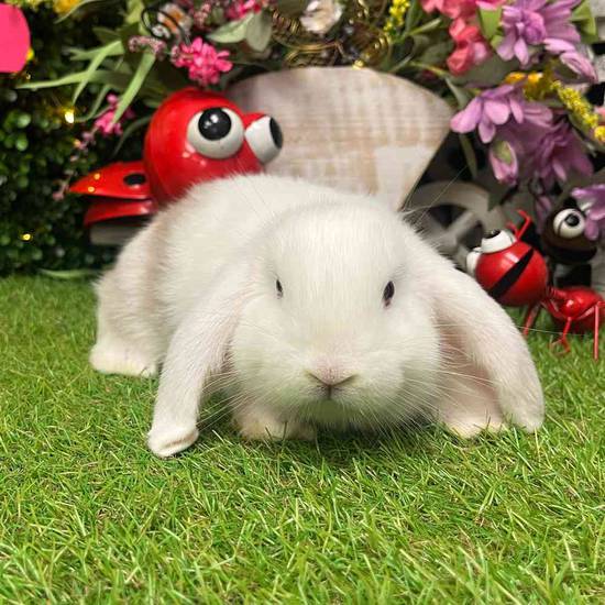 Flemish Giant Holland Lop Mix