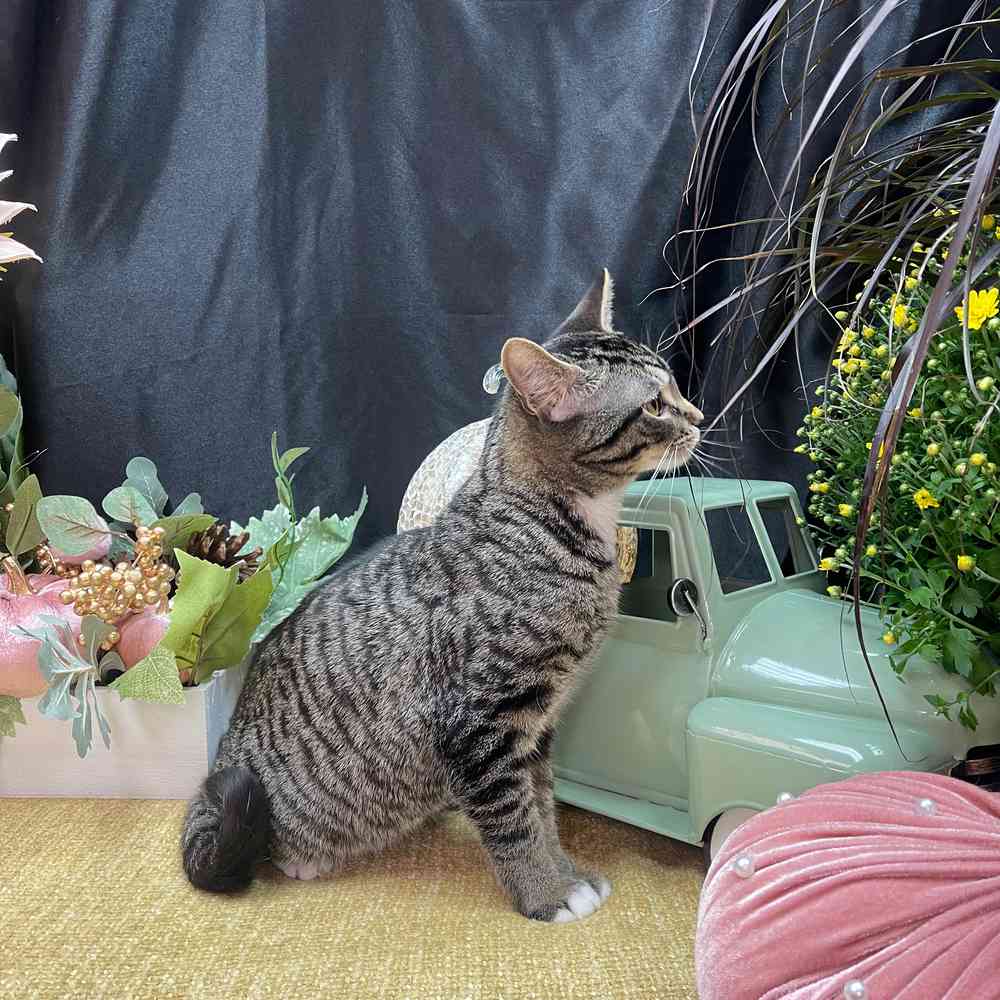 carousel pet images