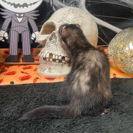 Ferret