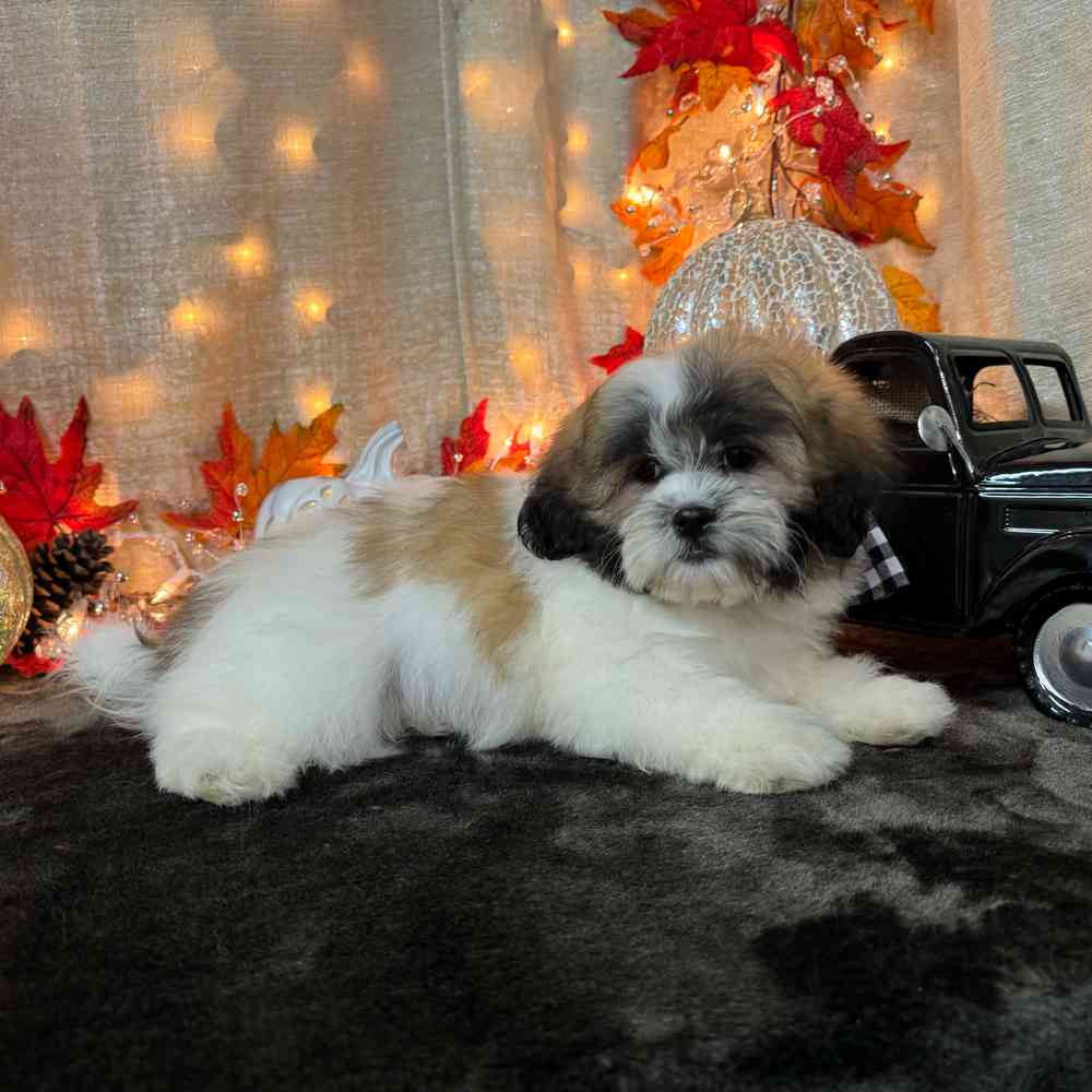 carousel pet images
