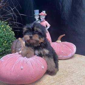 Yorkshire Terrier