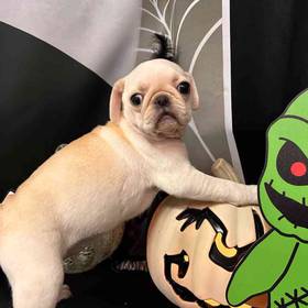 Pug