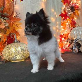 PomChi