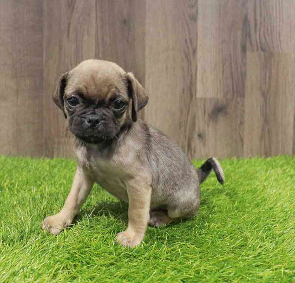 Image of a pet breed in the gallery