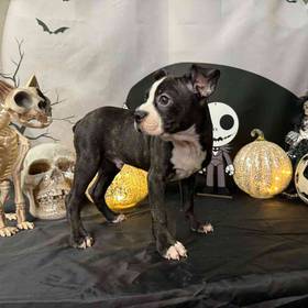 Boston Terrier