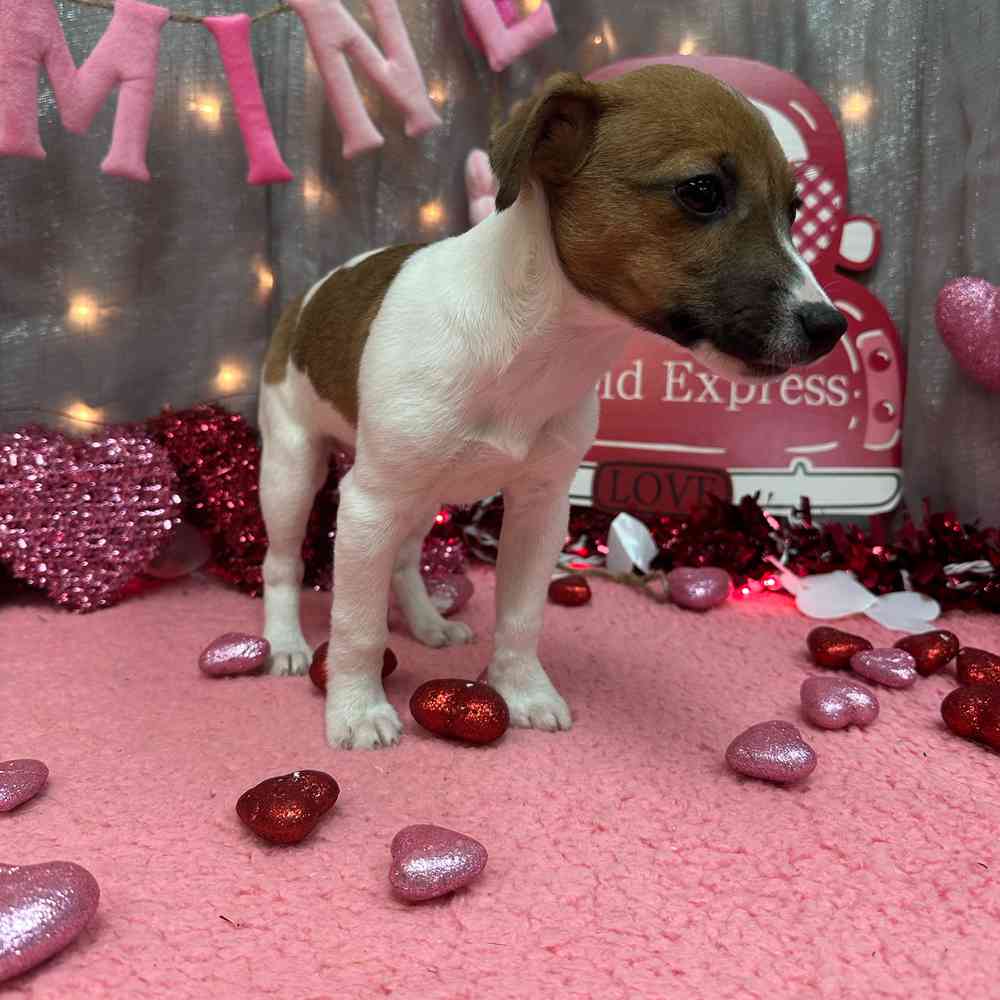 carousel pet images