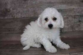 Bichon