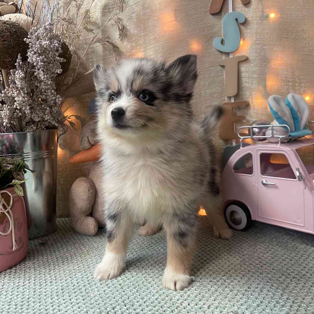 carousel pet images