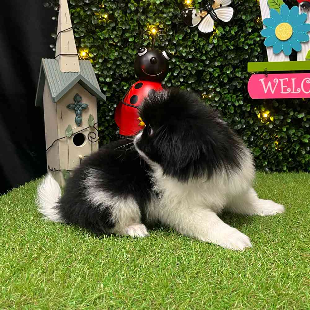 carousel pet images