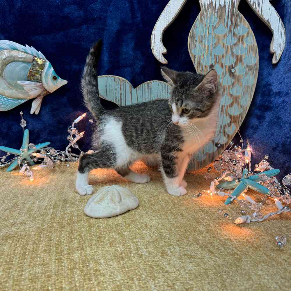 Image of a pet breed in the gallery