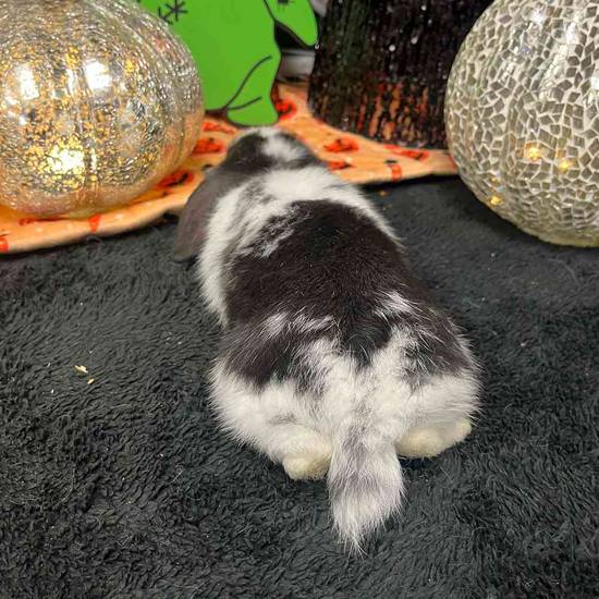 Holland Lop