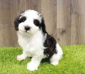 Schnoodle