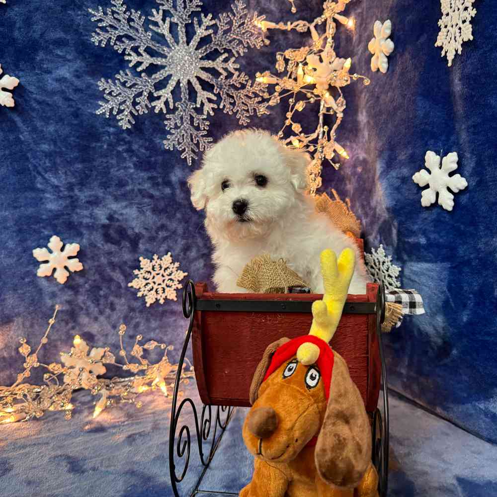 carousel pet images