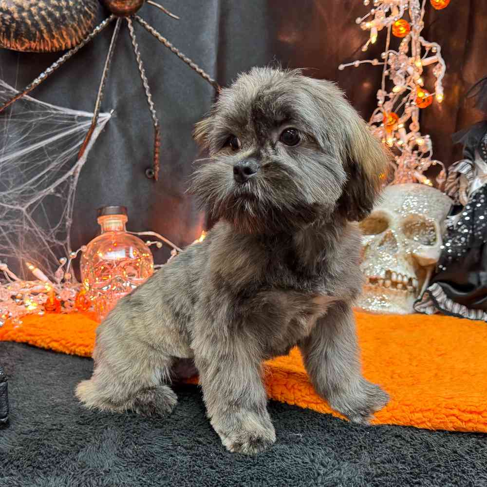 carousel pet images