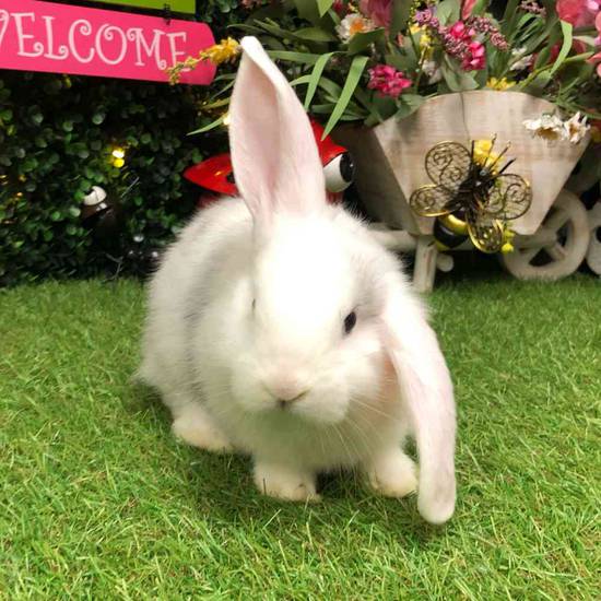 Flemish Giant Holland Lop Mix