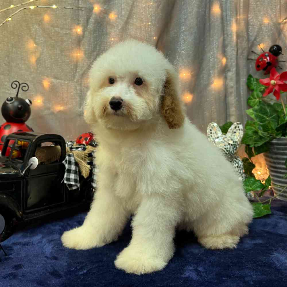 carousel pet images