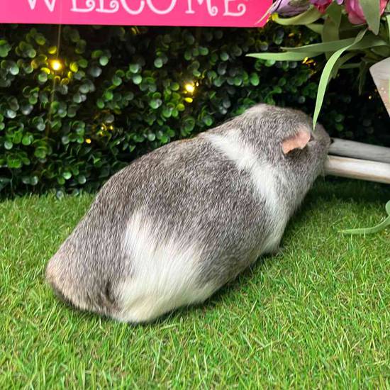 Adoption Guinea Pig